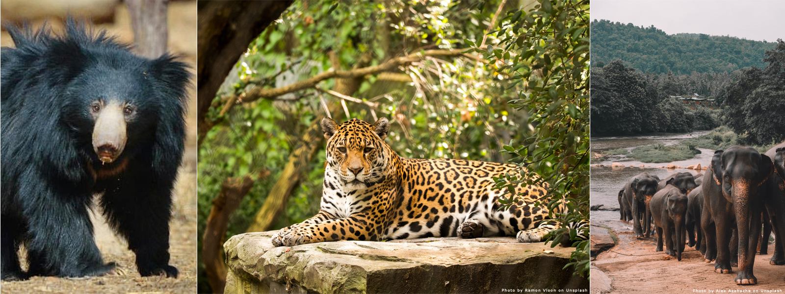 Yala National Park